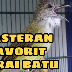 Cucak Jenggot Gacor Beset Ngepik Masteran Favorit Murai dan Kacer