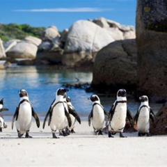 Best Cape Of Good Hope And Penguins Fullday Tour From Town Tours Review