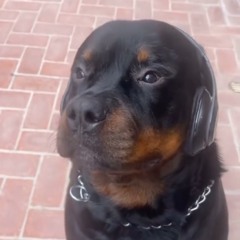 damsonsaint p ayeblood