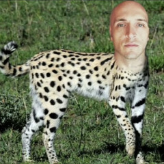 Если твой кот