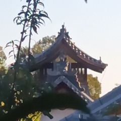 ｻ ｲ ｾﾞﾘ ﾔ