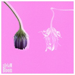 zifelaM - Bloom