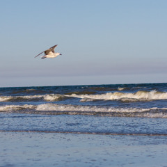Seabreeze