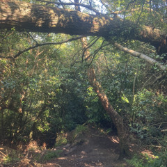 The Ambush of No Ono Zone