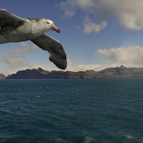 Albatross