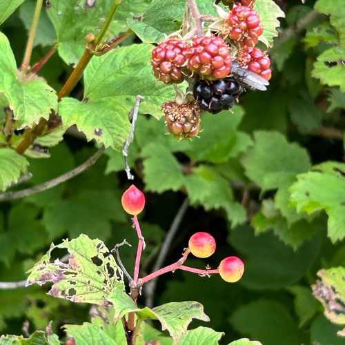 Child Of The Third Season.