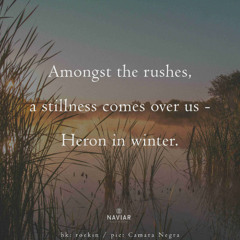 All Over The Place (naviarhaiku576)