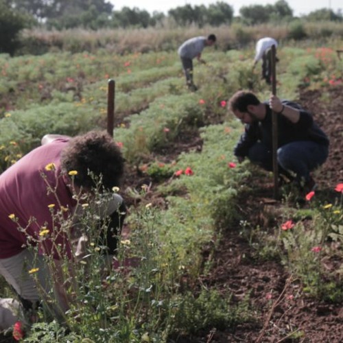 Servizio di Rai Radiouno Puglia sui progetti di Terre Colte in Puglia