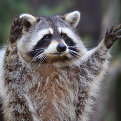 Pedro (Hardstyle)