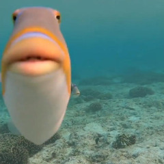 Siika