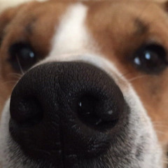 Old Dog; New Tricks