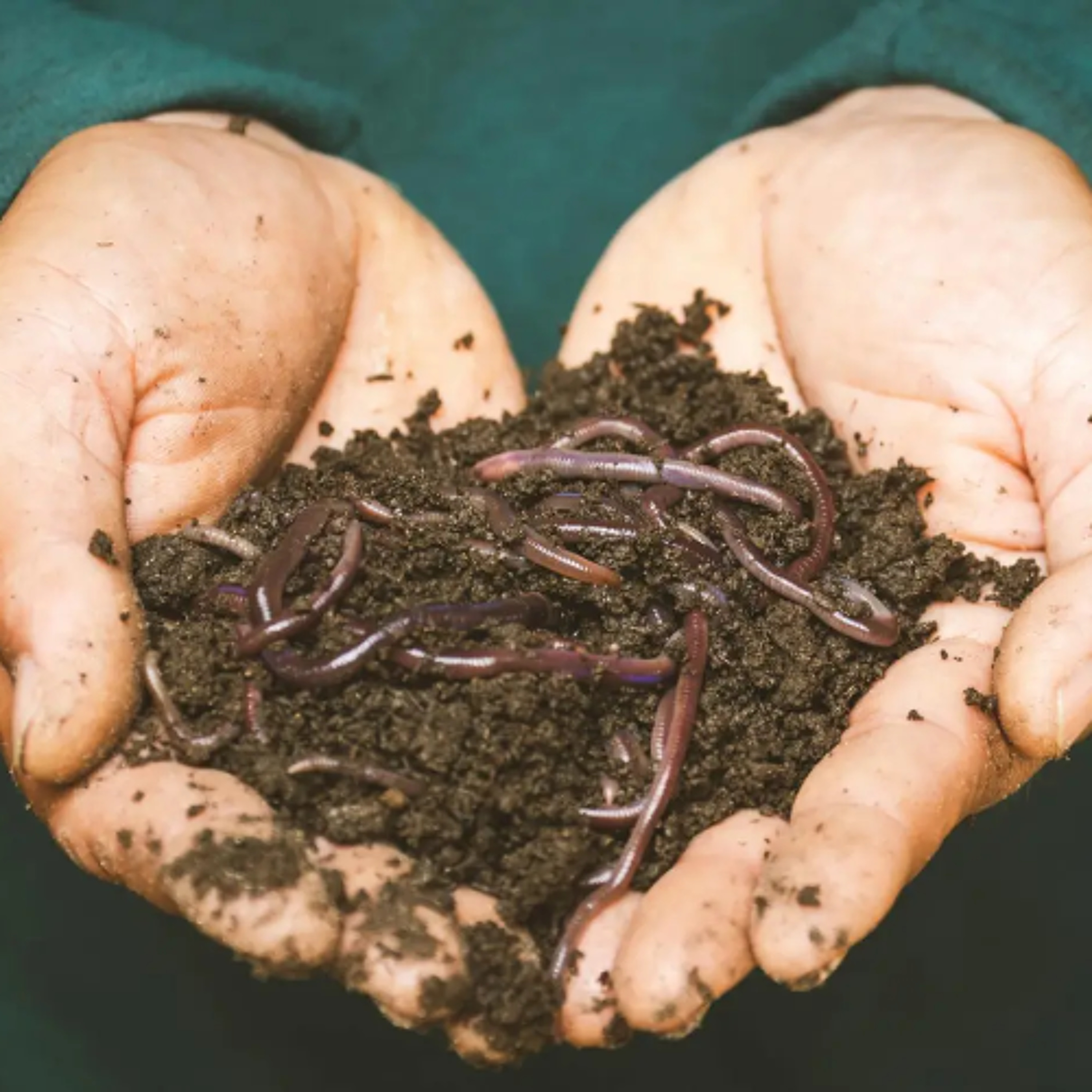 Sustainability Now! | Sam Baker | WriggleBrew | The Power of Worms | 6-9-25 episode artwork