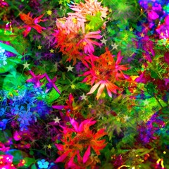 the magic garden