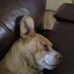 my_lazy_pup_90d23dec-8299-4f39-9bcb-170f220041a7.mp3