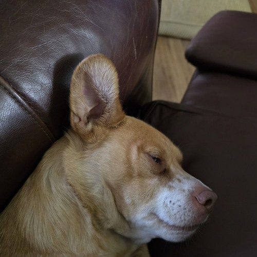 my_lazy_pup_90d23dec-8299-4f39-9bcb-170f220041a7.mp3