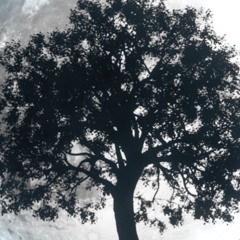 friendcatcher - moonlog (draft // feb fullmoon channeling)