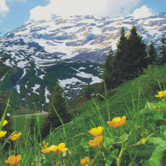 ᴛʜᴇ ɢᴇɴᴛʟᴇ ɢᴜꜱᴛ ꜰʀᴏᴍ ᴛʜᴇ ᴡɪɴᴅꜱ - This Feeling