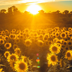 Sunshine Song (Ain't No Sunshine)