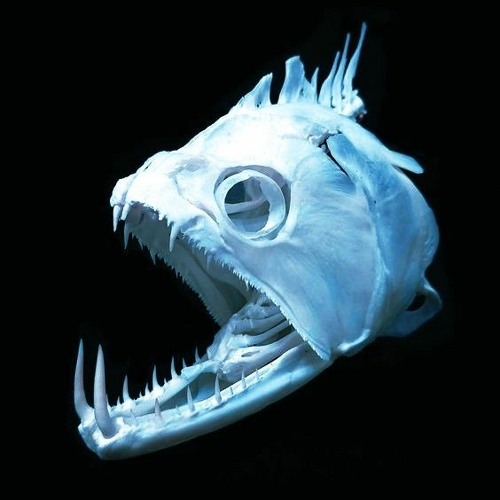 Payara
