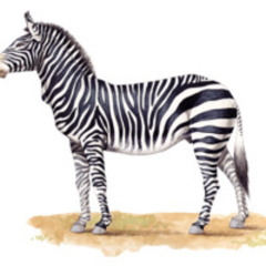 Zebra Lounge Oct 25, 2024