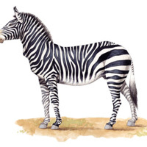 Zebra Lounge Oct 25, 2024