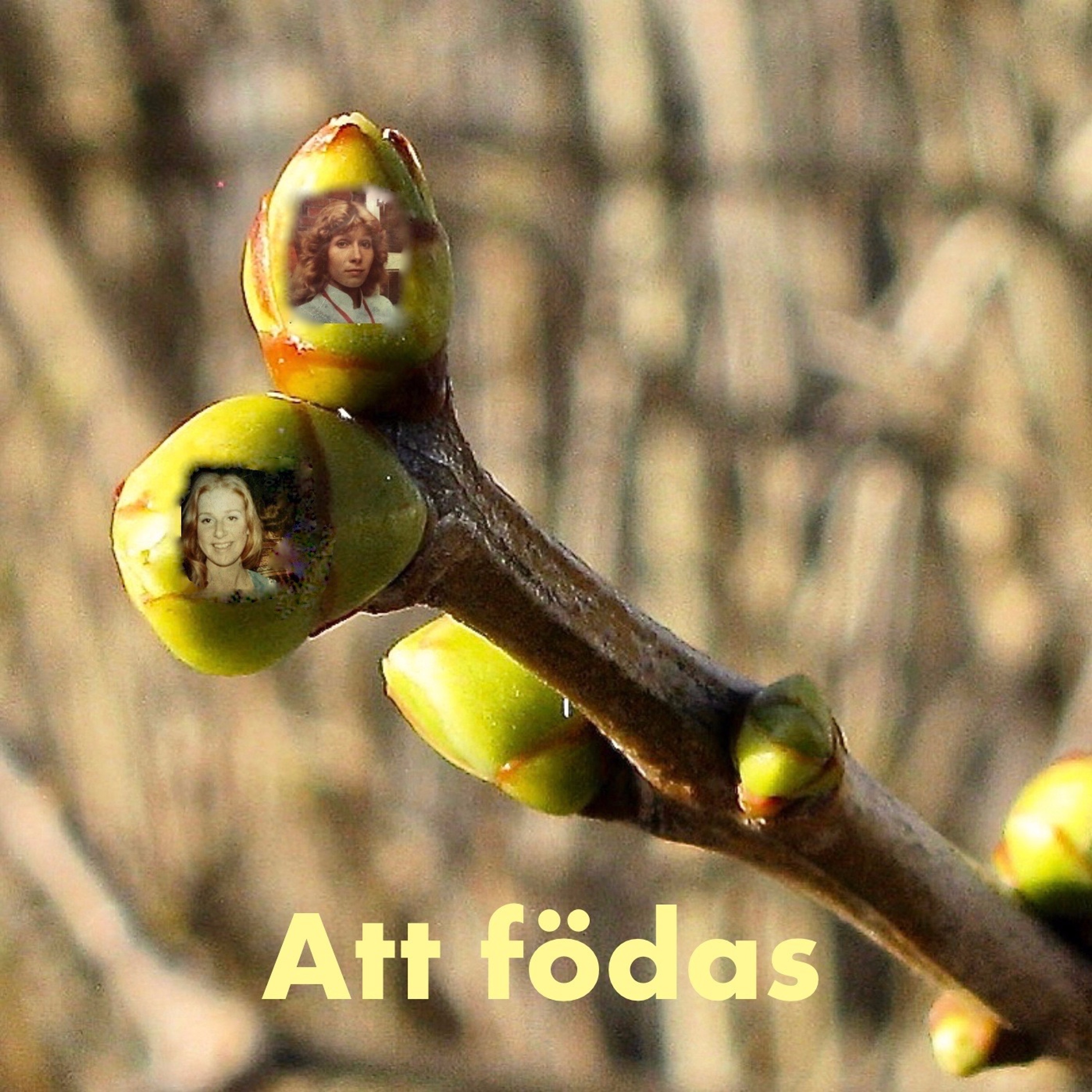 #29: Att födas