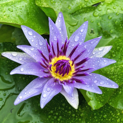 Water Lily