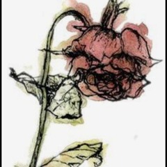 Roses Wilt