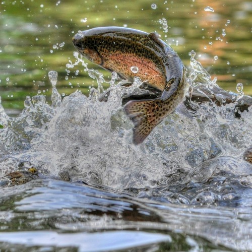 Brook Trout - NDOW