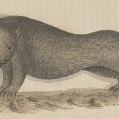 Great Southern Lands - 030522