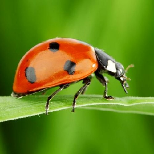 Ladybird by David Malouf