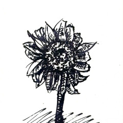 hướng dương