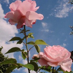 Pretty Pink Flower