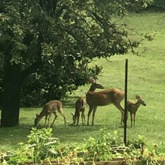 ILYOATMEAL FREESTYLE (HXGHSCHOOL)