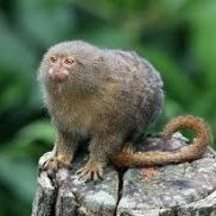 Marmoset