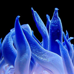 etwas in blau
