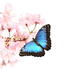 Butterfly Doors[pluggnb]