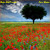 Artwork for Afrore Femmineo