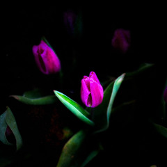 Franco Logico - 11:20:21, 7.49 PM