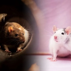 Sewer Rat