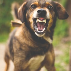 Damn Dawg.