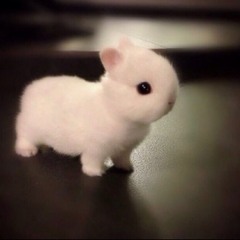 (ᵔᴥᵔ)