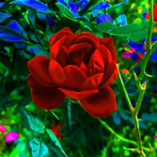 Wood Would (Mama I'm Sorry)