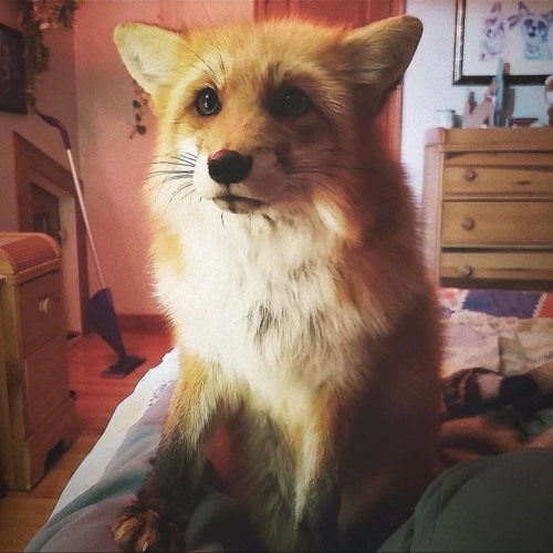 let go w fourski (zepsoswag)