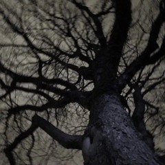 Tänzelcore