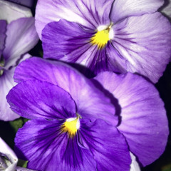 Zenx -Bruise- feat.Buddha.