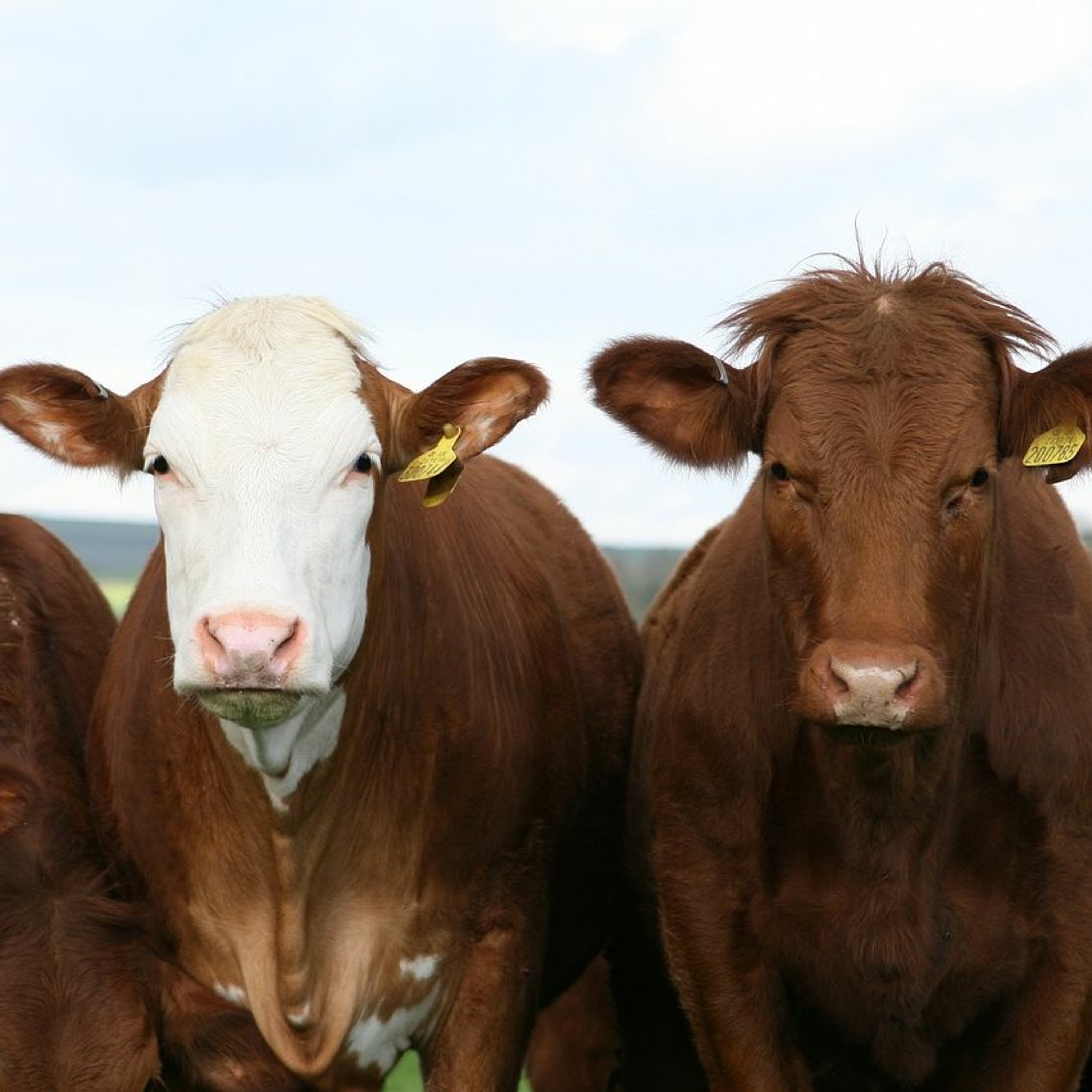 e Are Beef: Calgary set to host Canadian Beef Industry Conference episode artwork
