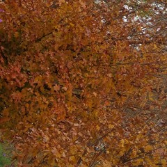 I'll Never Forget (Covered in Gory)