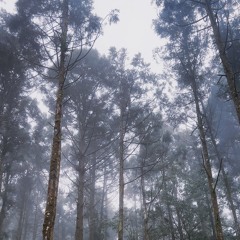 𖤓 𝑊𝑜𝑛𝑘𝑦 𝑓𝑜𝑟𝑒𝑠𝑡 𖤓  𝟸𝟶𝟸𝟻 ༄﹡﹡﹡﹡Bo Yin