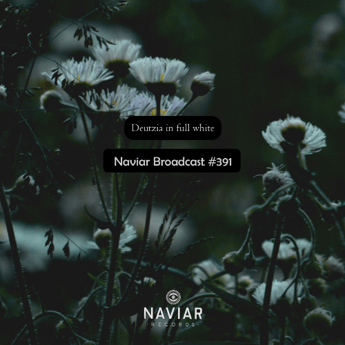 Naviar Broadcast #391 – Deutzia in full white – Wednesday 10th December 2025